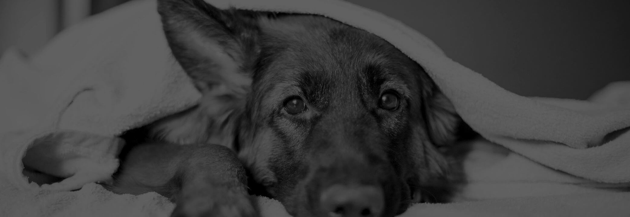 Wiss OE header images – grey tone PET INSURANCE German shepard